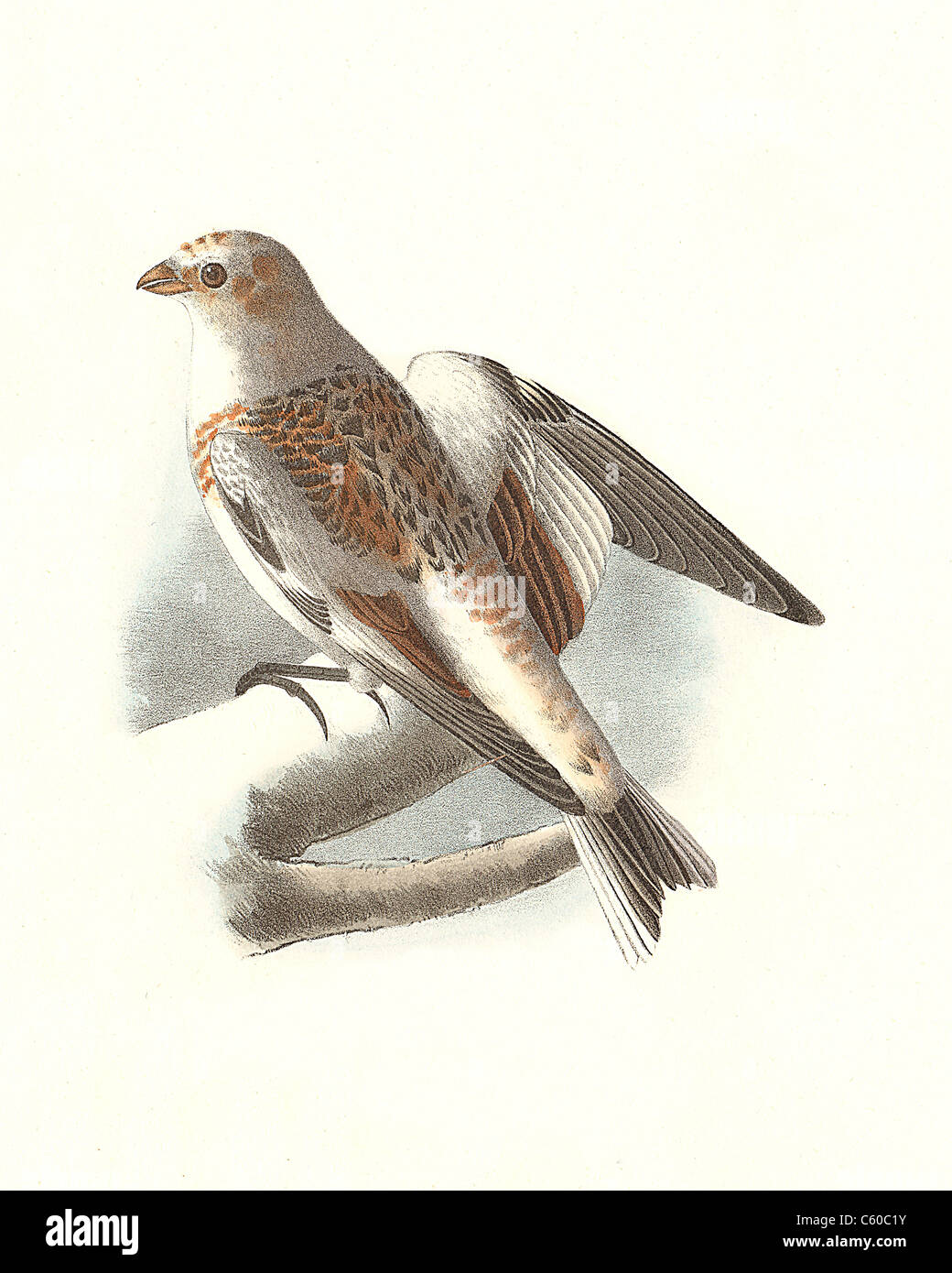 Le Snowbird, blanc ou Bruant des neiges (Plectrophenax nivalis, Plectrophanes nivalis) vintage oiseau lithographie - James De Kay, de zoologie de New York, les oiseaux Banque D'Images