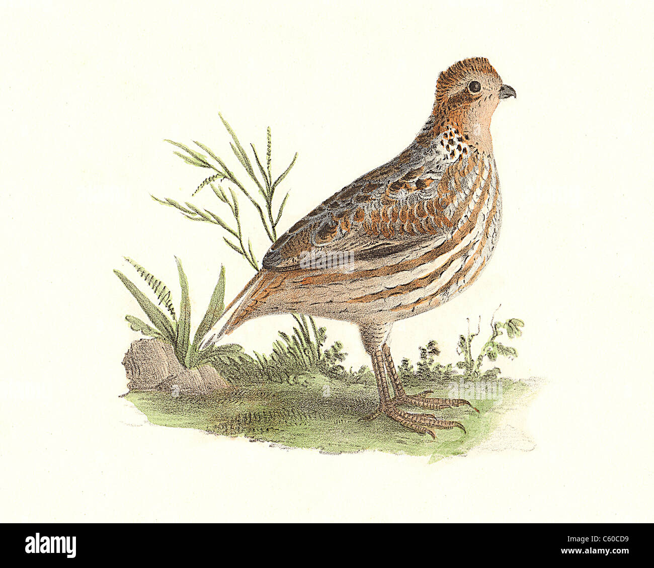 L'American Caille, le Colin de Virginie, Virginie - Femme - (Ortyx virginiana, Colinus virginianus) vintage oiseau lithographie, James De Kay, Oiseaux Banque D'Images