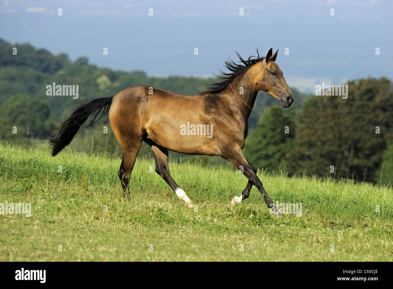 Akhal-Teke (Equus ferus caballus). Dun cheval dans un galop sur un pré. Banque D'Images