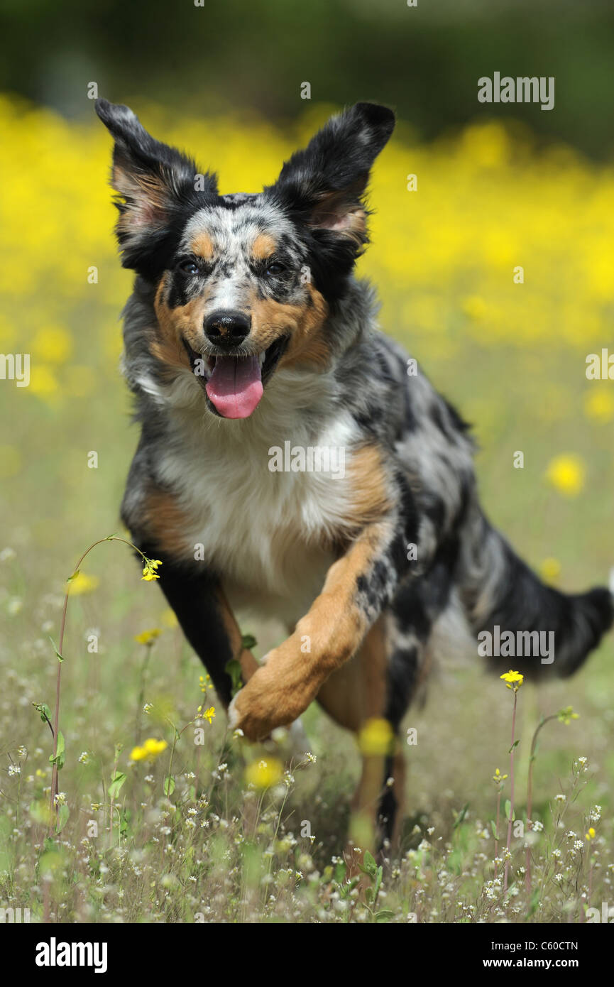 Border Collie (Canis lupus familiaris). Jeune chien courir vers la caméra. Banque D'Images