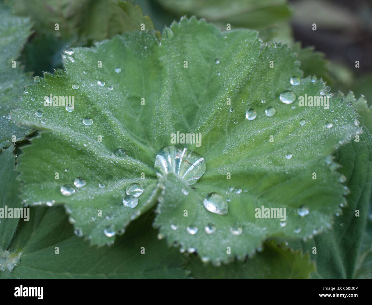 Manteau de dame avec gouttes d'eau sur les feuilles Banque D'Images