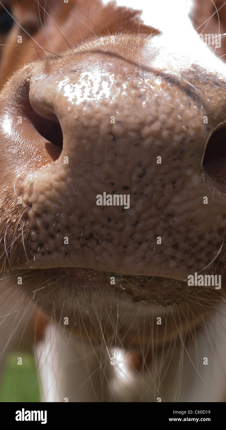 Close-up du nez d'un veau rouge Banque D'Images