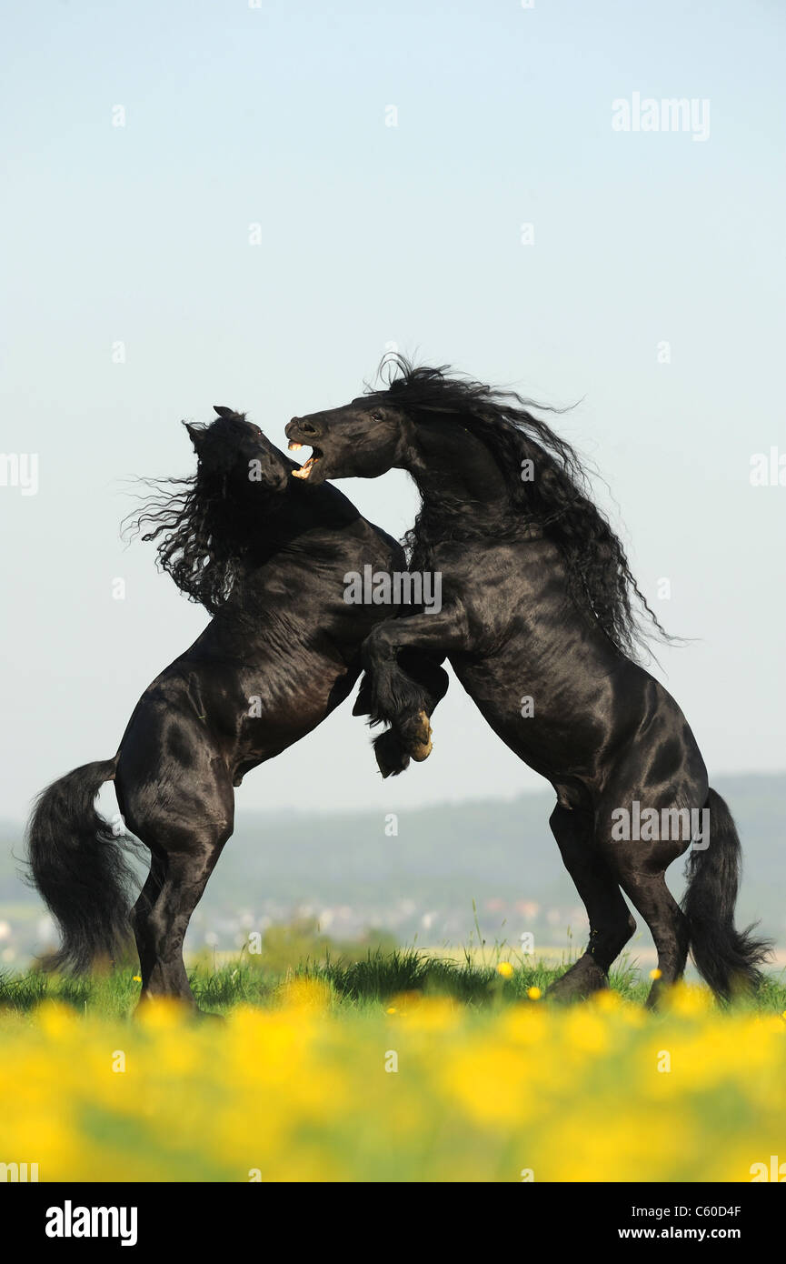 Cheval frison (Equus ferus caballus). Des combats d'étalons. Banque D'Images