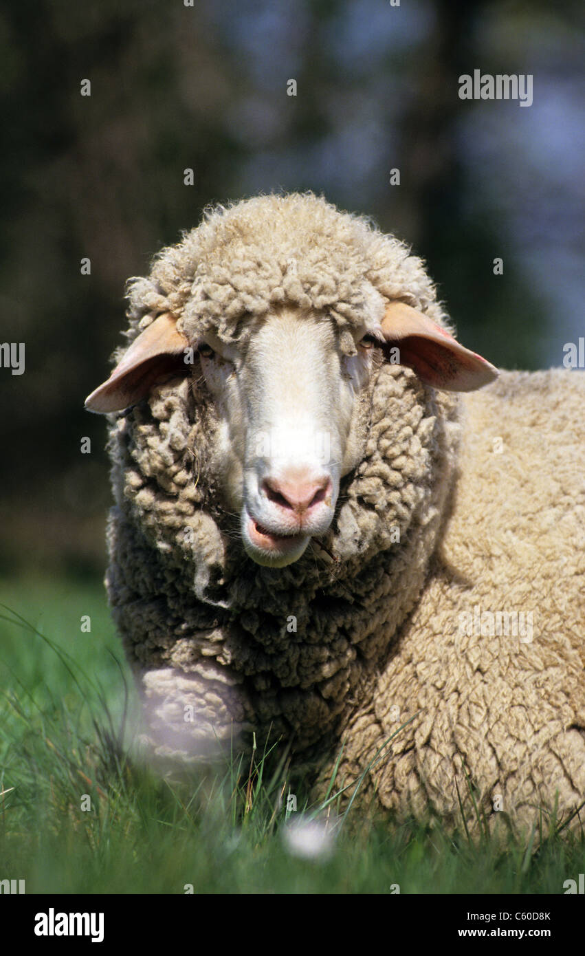 Le mouton domestique (Ovis ammon aries). Portrait d'une agnelle couché dans l'herbe tout en mâchant le cud. Banque D'Images