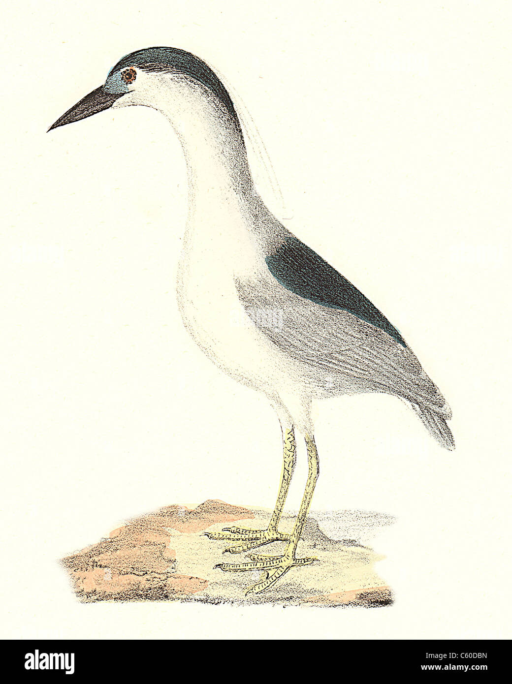 Le Bihoreau à couronne noire, héron bihoreau gris (Nycticorax nycticorax Ardea discors, lithographie d'oiseaux vintage) - James De Kay, de zoologie de NY, les oiseaux Banque D'Images