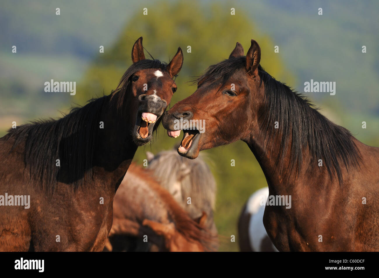 Mangalarga Marchador (Equus ferus caballus). Deux jeunes étalons de bâiller. Banque D'Images