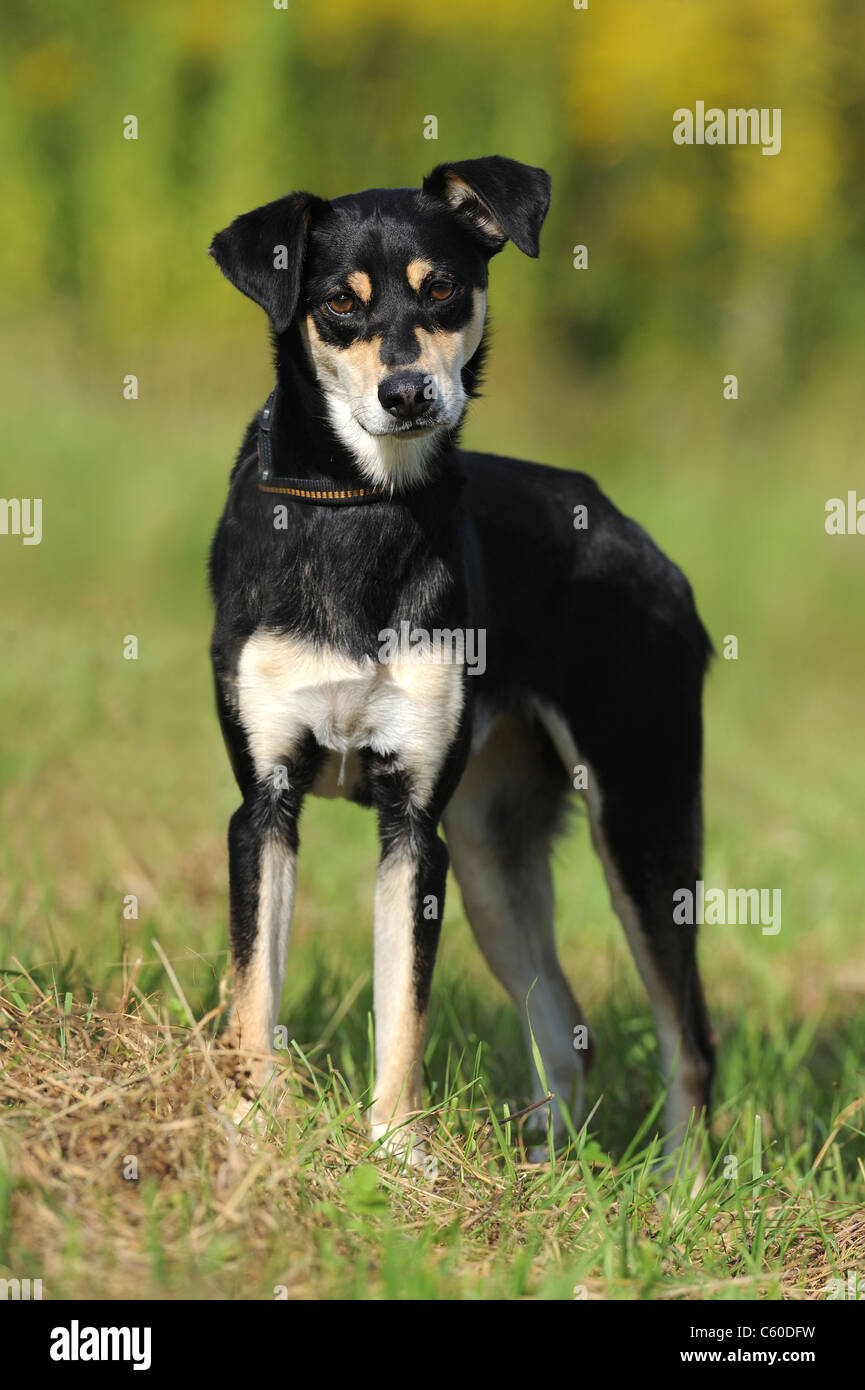 Mongrel (Canis lupus familiaris) avec collier et laisse, debout sur l'herbe. Banque D'Images