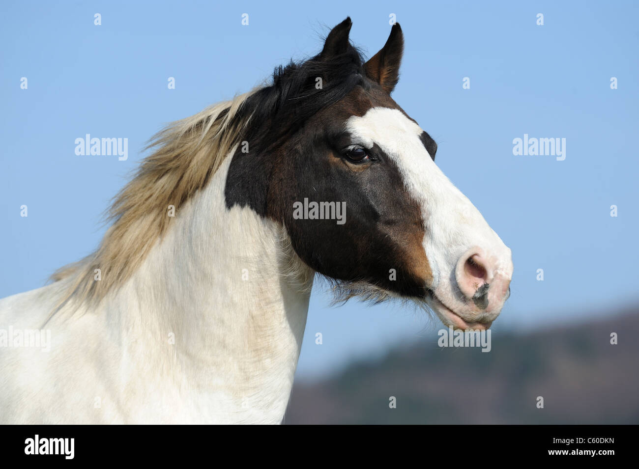 Peindre le Cheval (Equus ferus caballus). Portrait d'un hongre. Banque D'Images