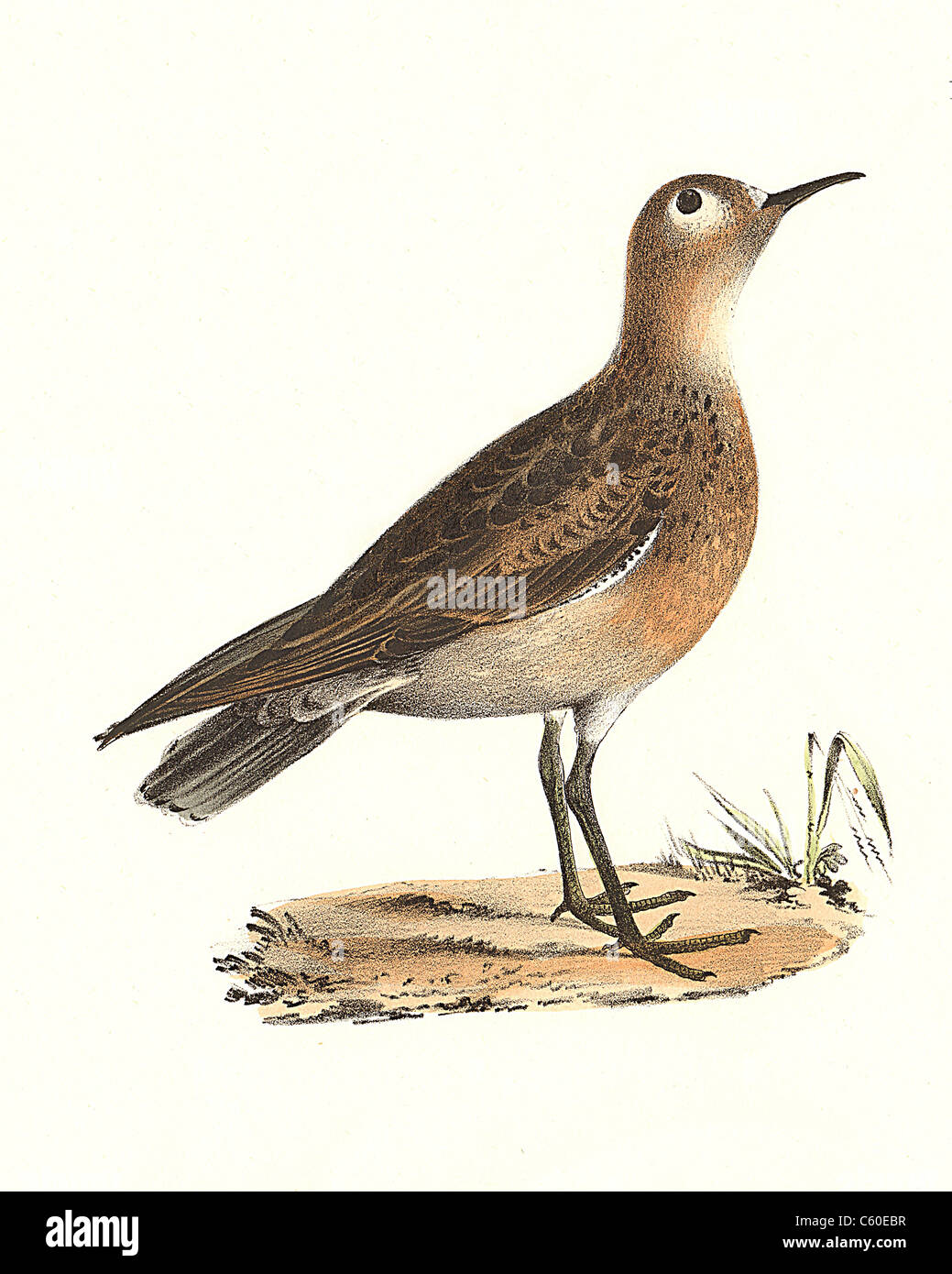 Le Bécasseau roussâtre (Tringa rufescens, Calidris subruficollis) vintage oiseau lithographie - James De Kay, de zoologie de New York, NY la faune, Oiseaux Banque D'Images