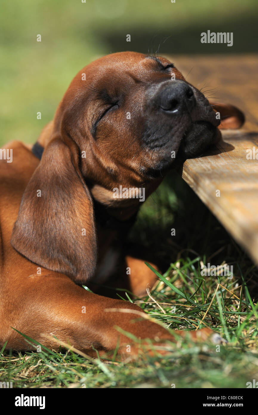 Le Rhodesian Ridgeback (Canis lupus familiaris). Chiot dormir avec sa tête sur une planche en bois. Banque D'Images