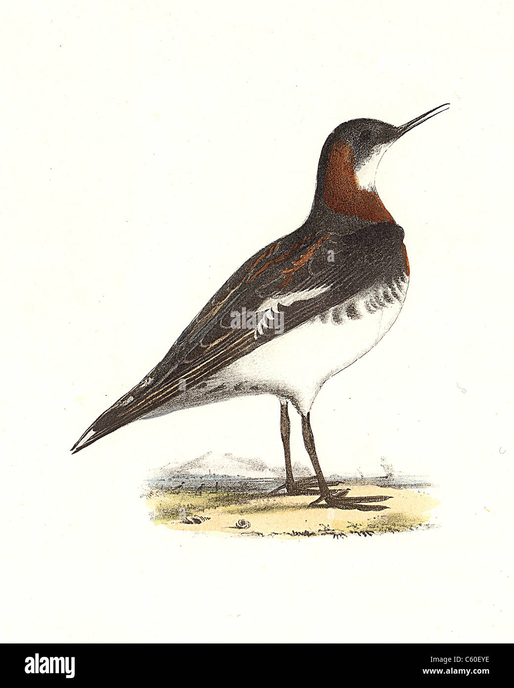 L'hyperboréen, Lobefoot Phalarope à bec, plumage nuptial (Lobipes hyperboreus, Phalaropus lobatus) vintage oiseau lithographie, oiseaux de Kay Banque D'Images