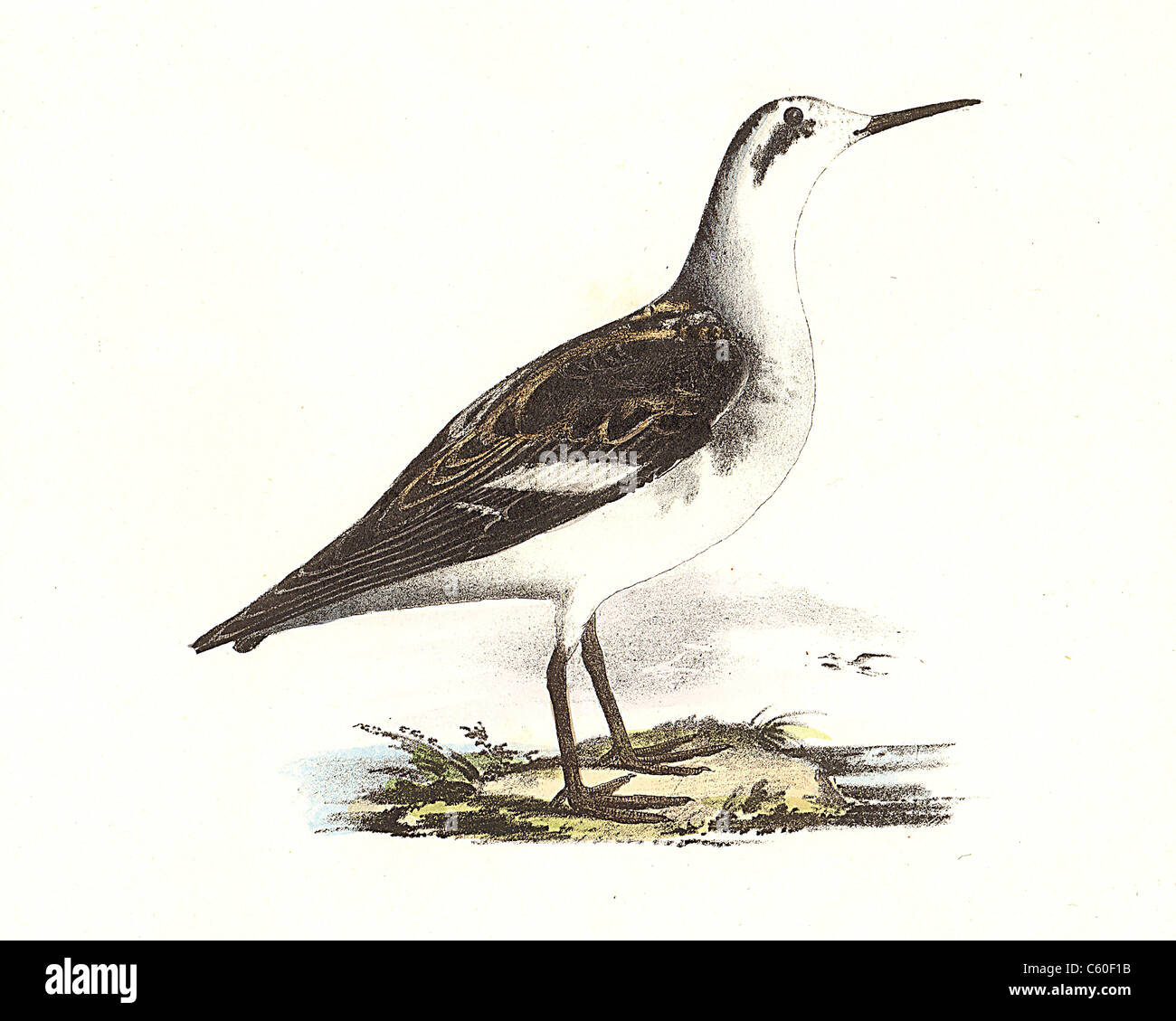 L'hyperboréen, Lobefoot Phalarope à bec, le plumage d'hiver (Lobipes hyperboreus, Phalaropus lobatus) vintage, James de lithographie d'oiseaux oiseaux Kay Banque D'Images