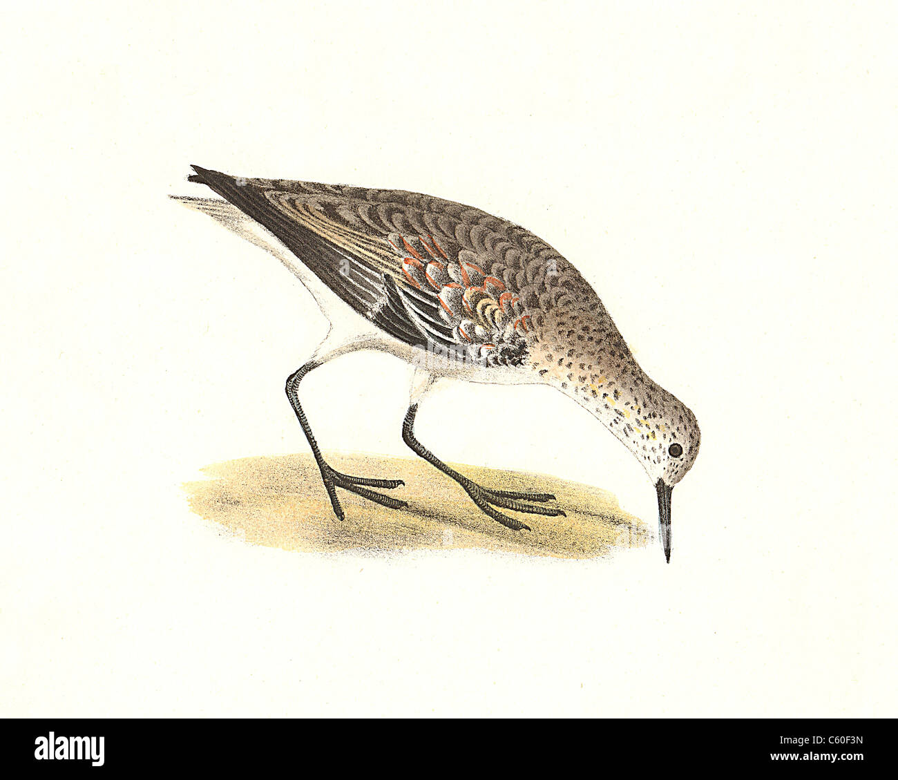 Le bécasseau sanderling (Calidris arenaria, Calidris alba) vintage oiseau lithographie - James De Kay, de zoologie, de New York ou de la New-York la faune, Oiseaux, Partie II Banque D'Images