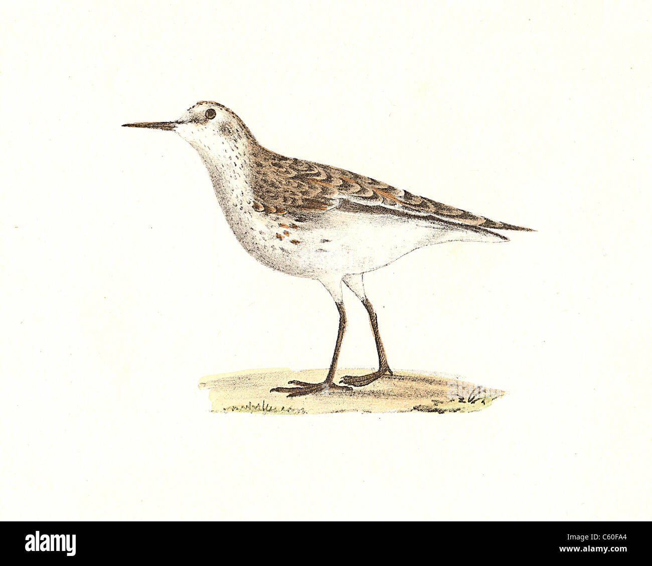 Wilson, le Bécasseau semipalmé, moins la Peep (Calidris pusilla, Calidris minutilla) vintage oiseau lithographie - James De Kay, de zoologie de NY, faune, Oiseaux Banque D'Images