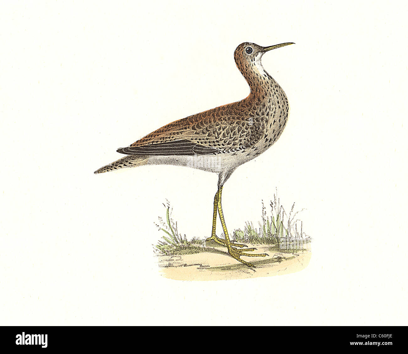 Black-breasted Snipe, la maubèche, Bartram Sandpiper (Totanus, bartami Bartramia longicauda) vintage oiseau lithographie - James De Kay, NY Oiseaux Banque D'Images