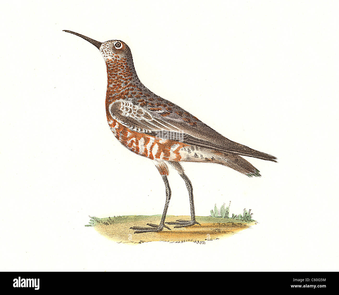 Le courlis Sandpiper Tringa (subarquata, Calidris ferruginea) vintage oiseau lithographie - James De Kay, de zoologie de New York, la faune, les oiseaux de New-York Banque D'Images