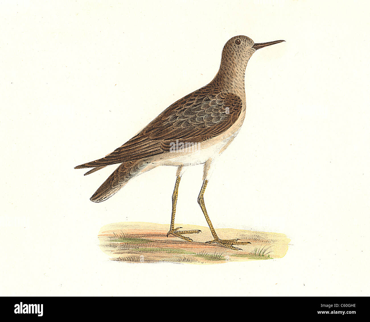 Le Ruff (Tringa pugnax, Calidris pugnax) vintage oiseau lithographie - James De Kay, de zoologie, de New York ou de la New-York la faune, Oiseaux, Partie II Banque D'Images