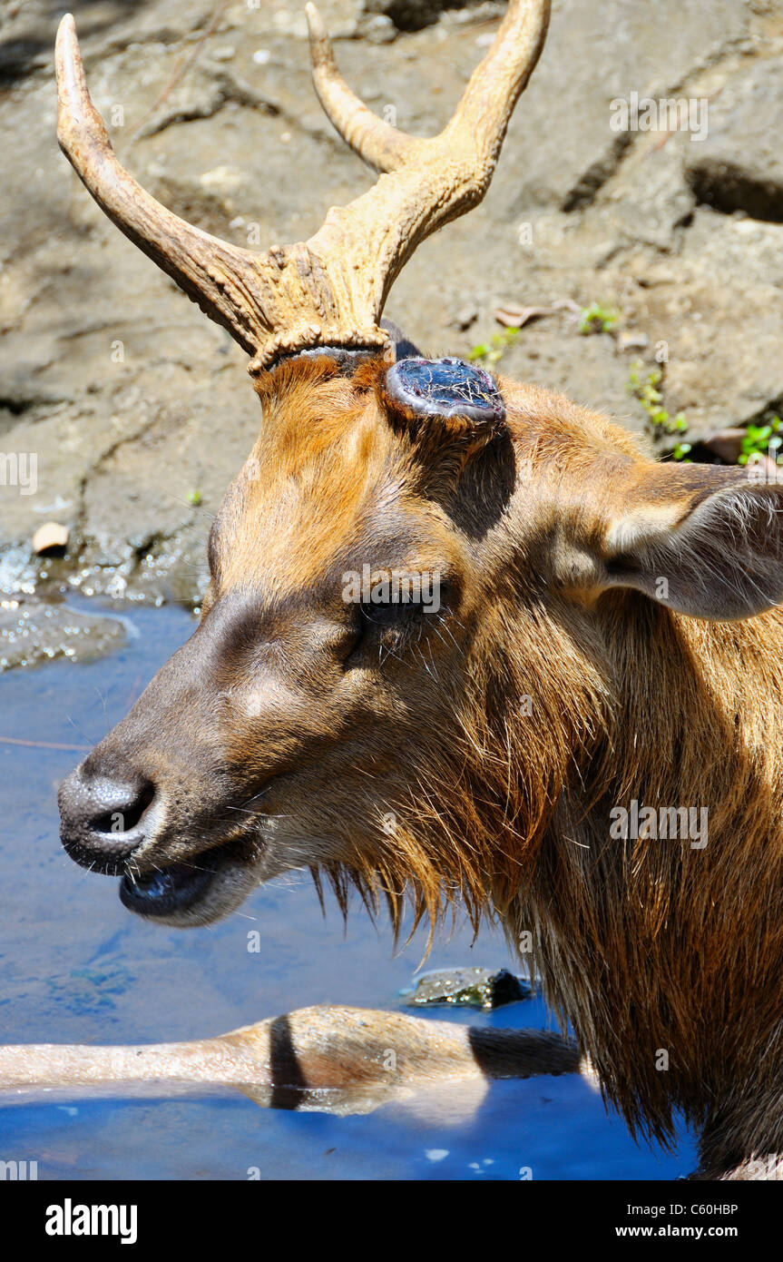 Un chevreuil au Sir Seewoosagur Ramgoolam, le Jardin Botanique de Pamplemousses, Ile Maurice. Banque D'Images