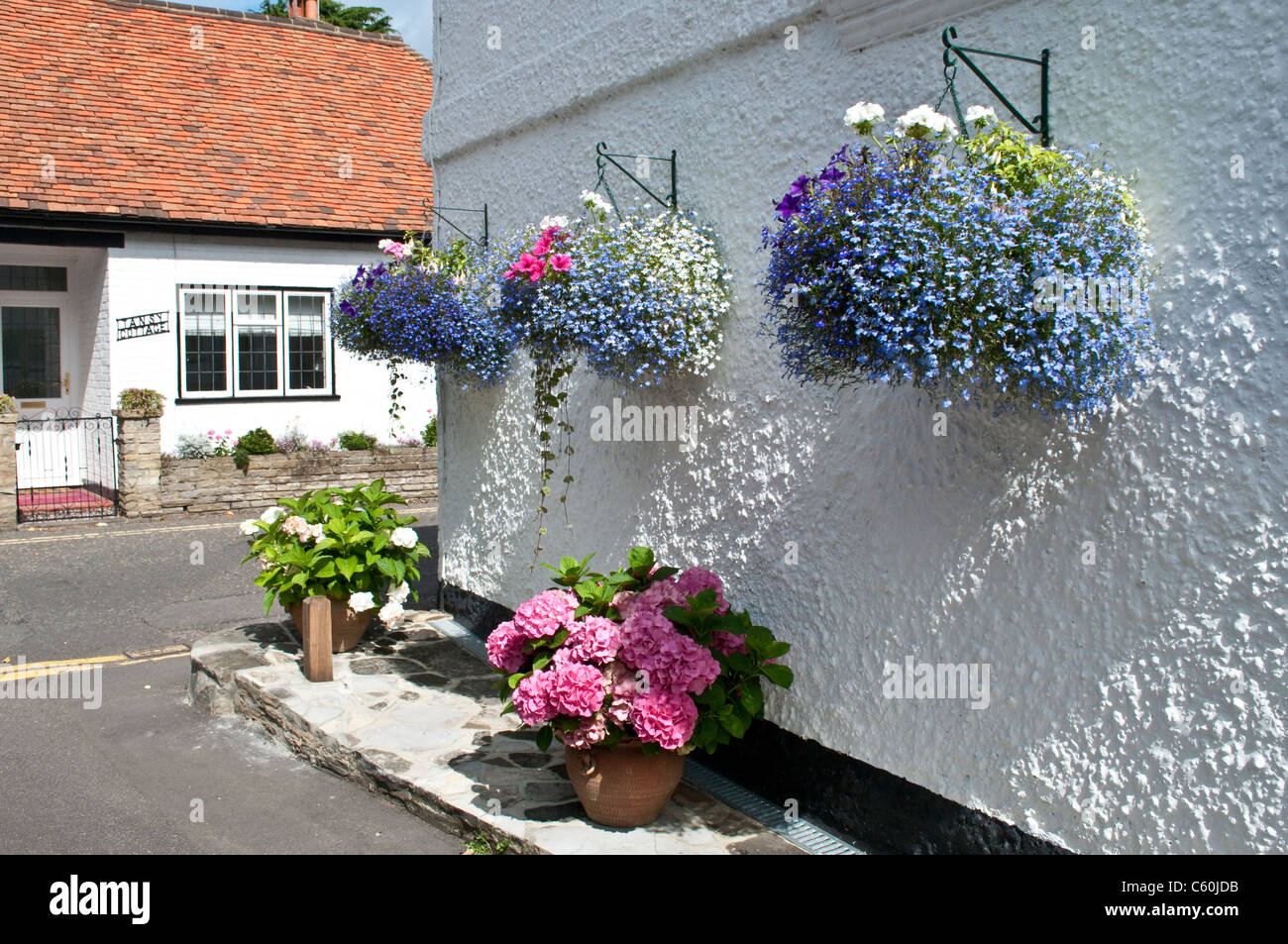 Chambre à Lobelia en suspensions et d'hortensias en pot,s Bray, dans le Berkshire, Angleterre, RU Banque D'Images