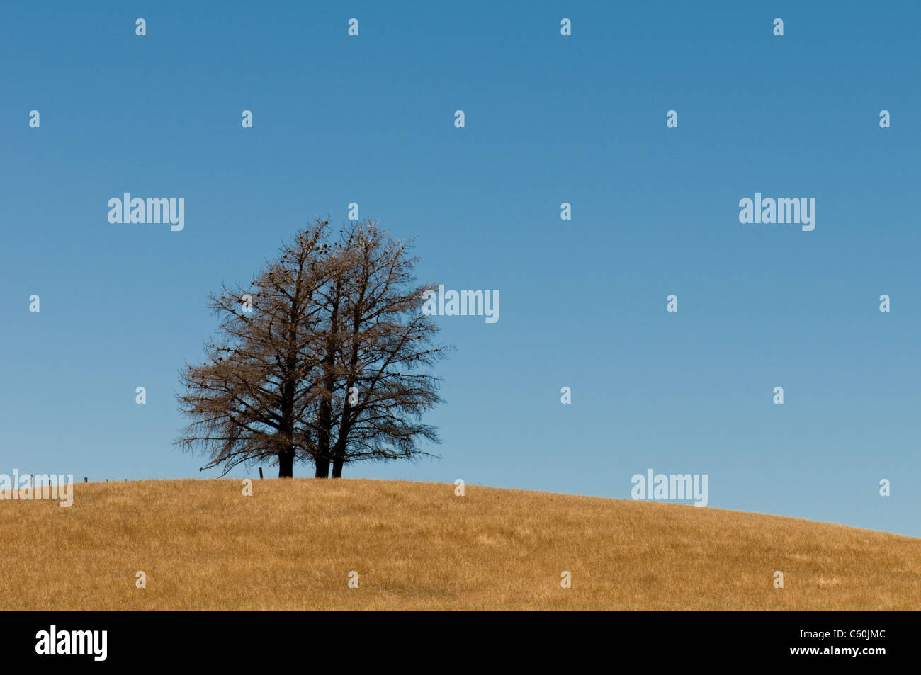 La formation d'arbres sur une colline Banque D'Images