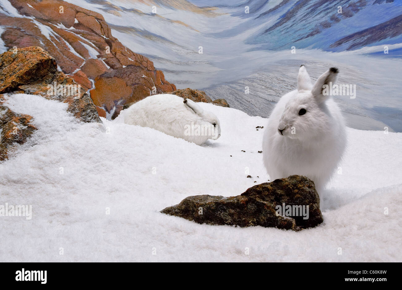 Les lièvres se reposant dans le nord du paysage canadien. Banque D'Images