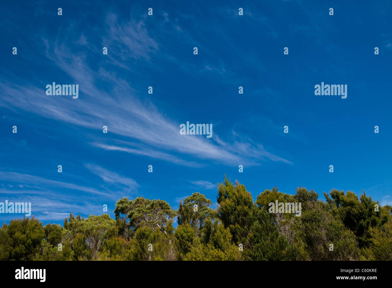 Ciel bleu clair avec des nuages au-dessus d'une forêt. Banque D'Images