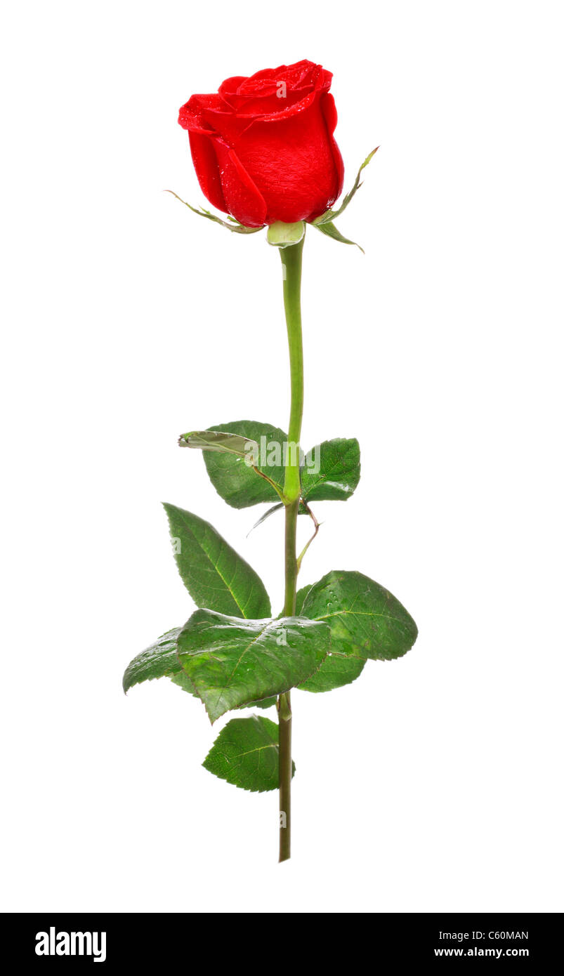 Rose rouge isolé sur fond blanc Banque D'Images