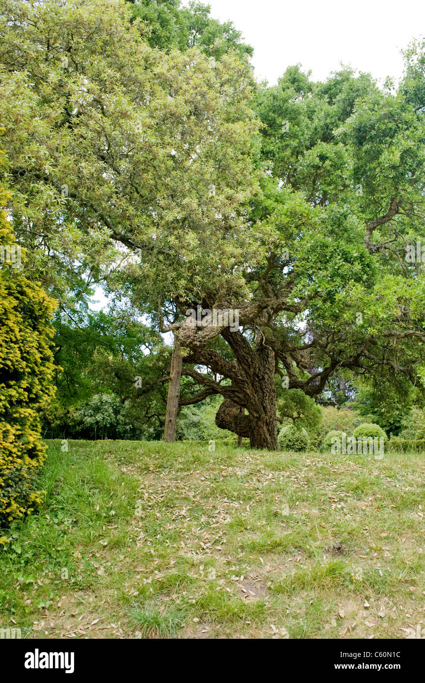 Arundel Castle Sussex de l'Ouest ancien chêne-liège Quercus suber utilisé pour le cricket ball bouchons champ herbe arbres Banque D'Images