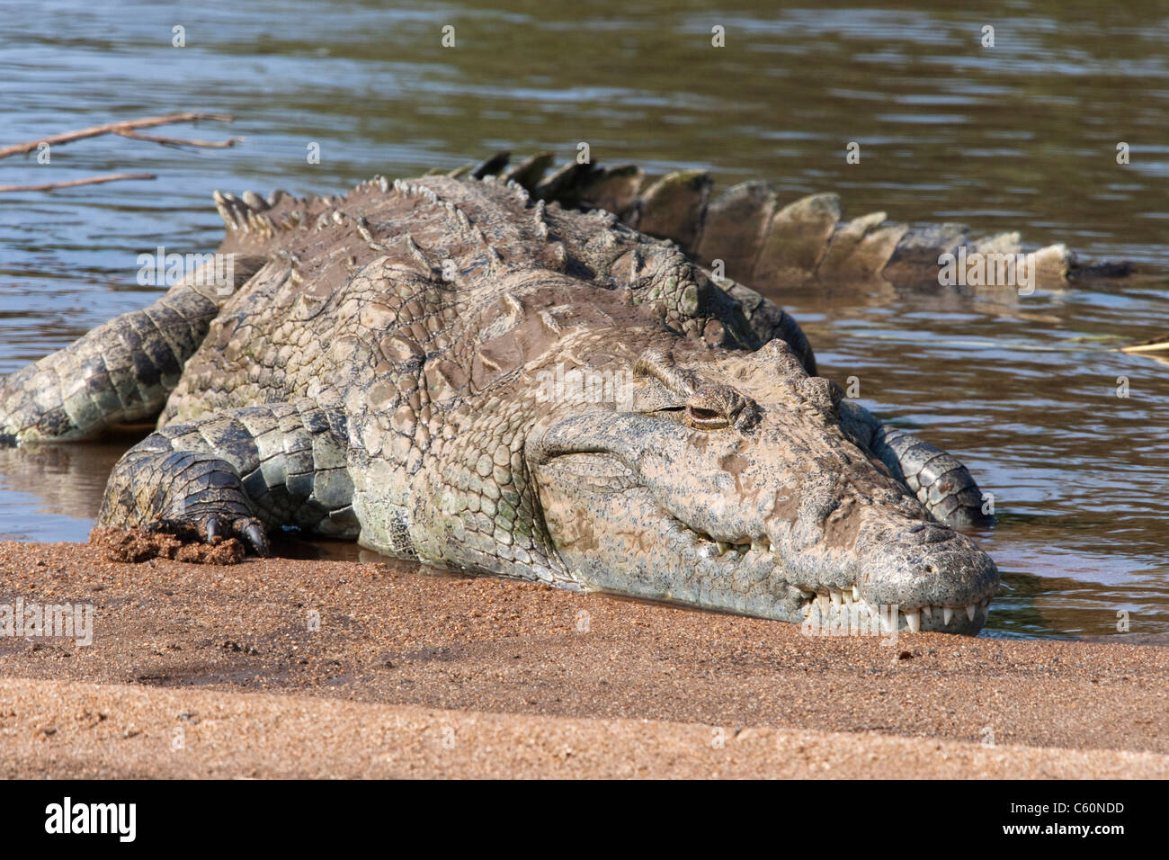 Crocodile du Nil, Crocodylus niloticus, reposant sur banc, Kruger National Park, Afrique du Sud Banque D'Images