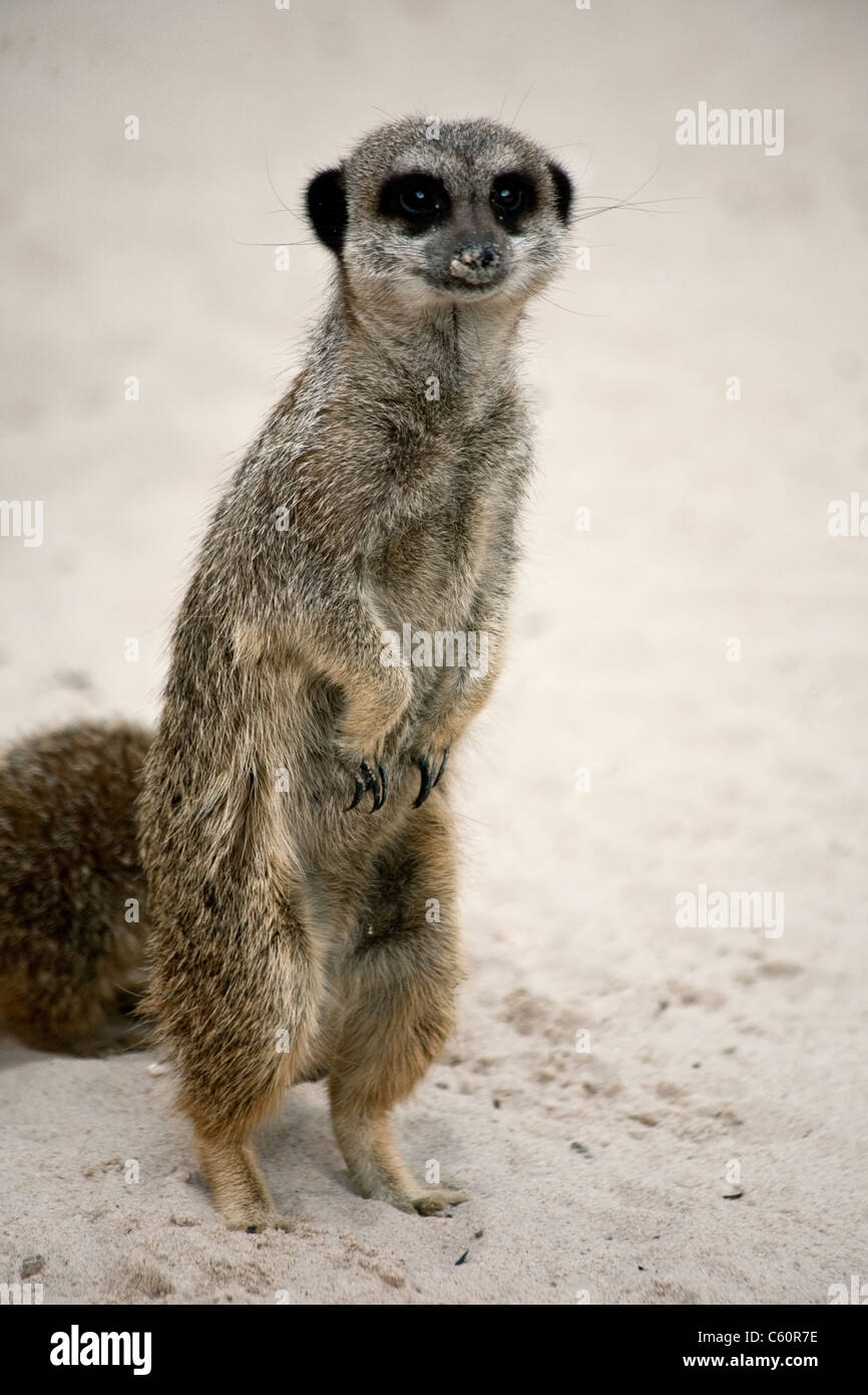 Meerkat adulte Banque D'Images