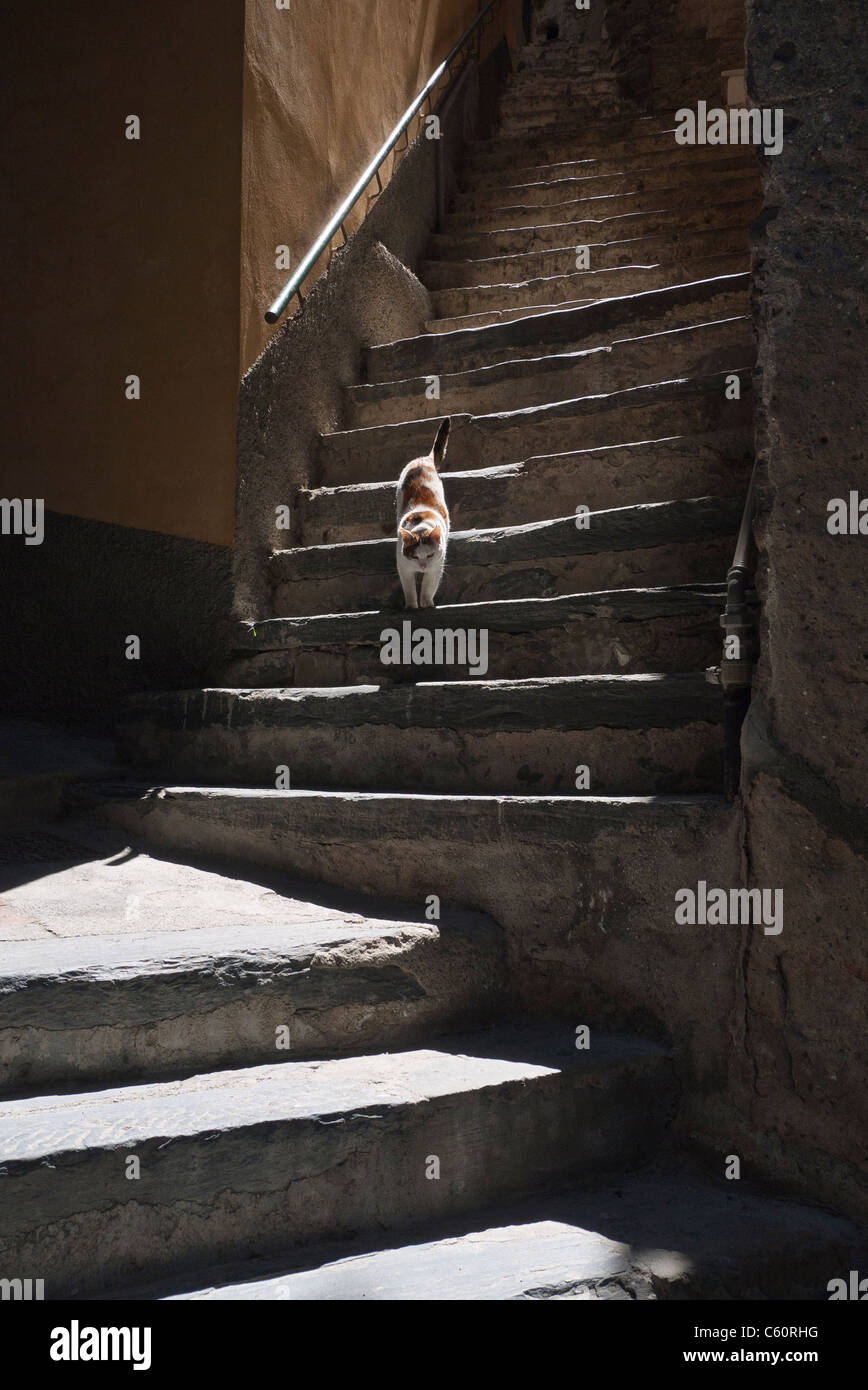 Un chat marche descendre des marches de pierre dans l'éclairage arrière spectaculaire dans les Cinque Terre ville de Vernazza, Italie. Banque D'Images