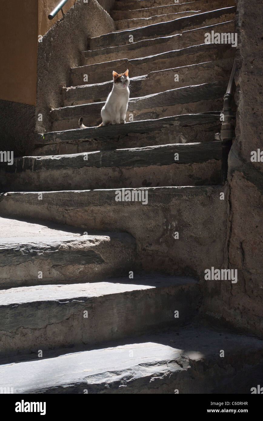 Un chat est assis sur des marches en pierre dans l'éclairage arrière spectaculaire dans les Cinque Terre ville de Vernazza, Italie. Banque D'Images