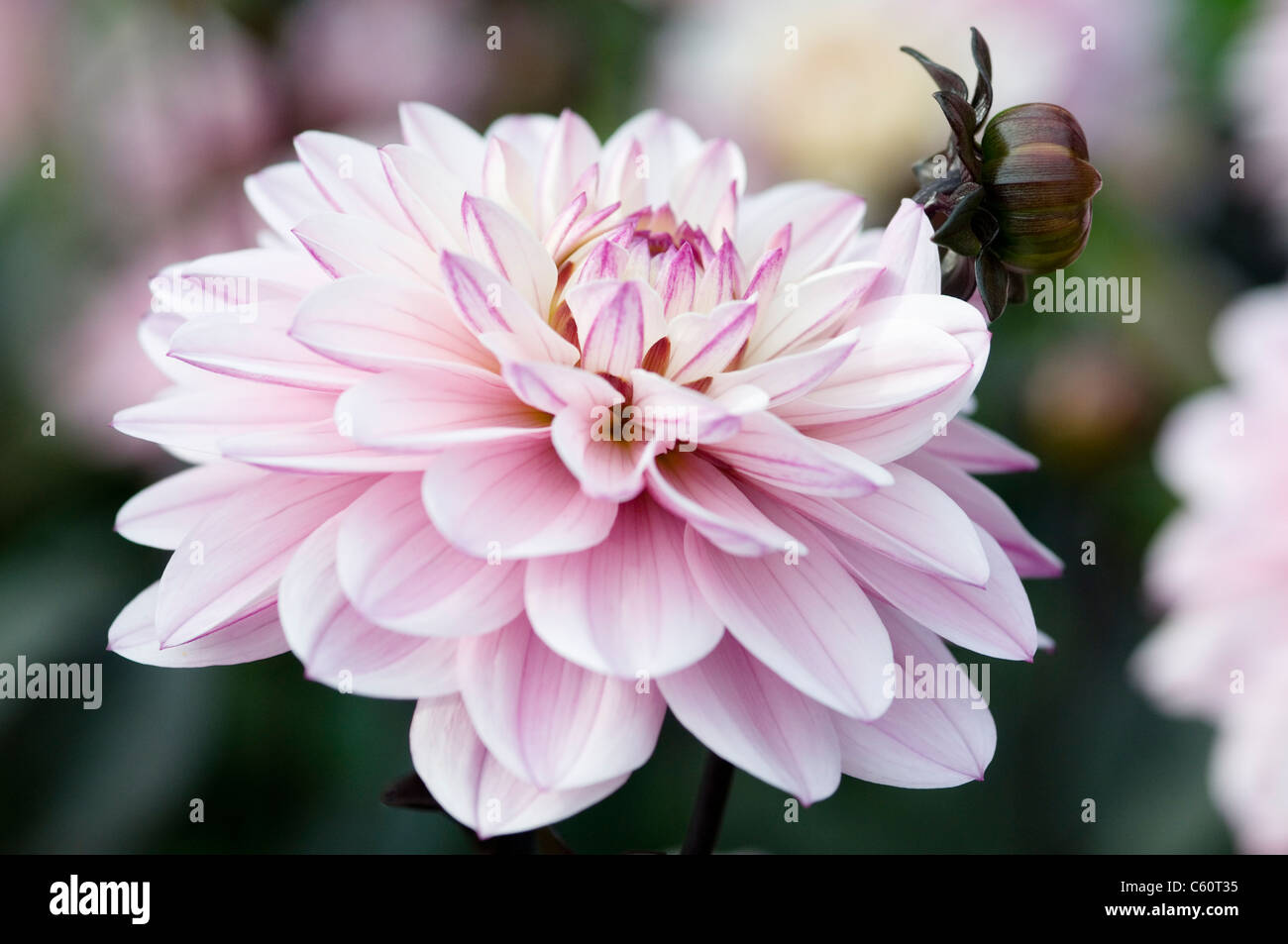 HARMONY MELODY DAHLIA Banque D'Images