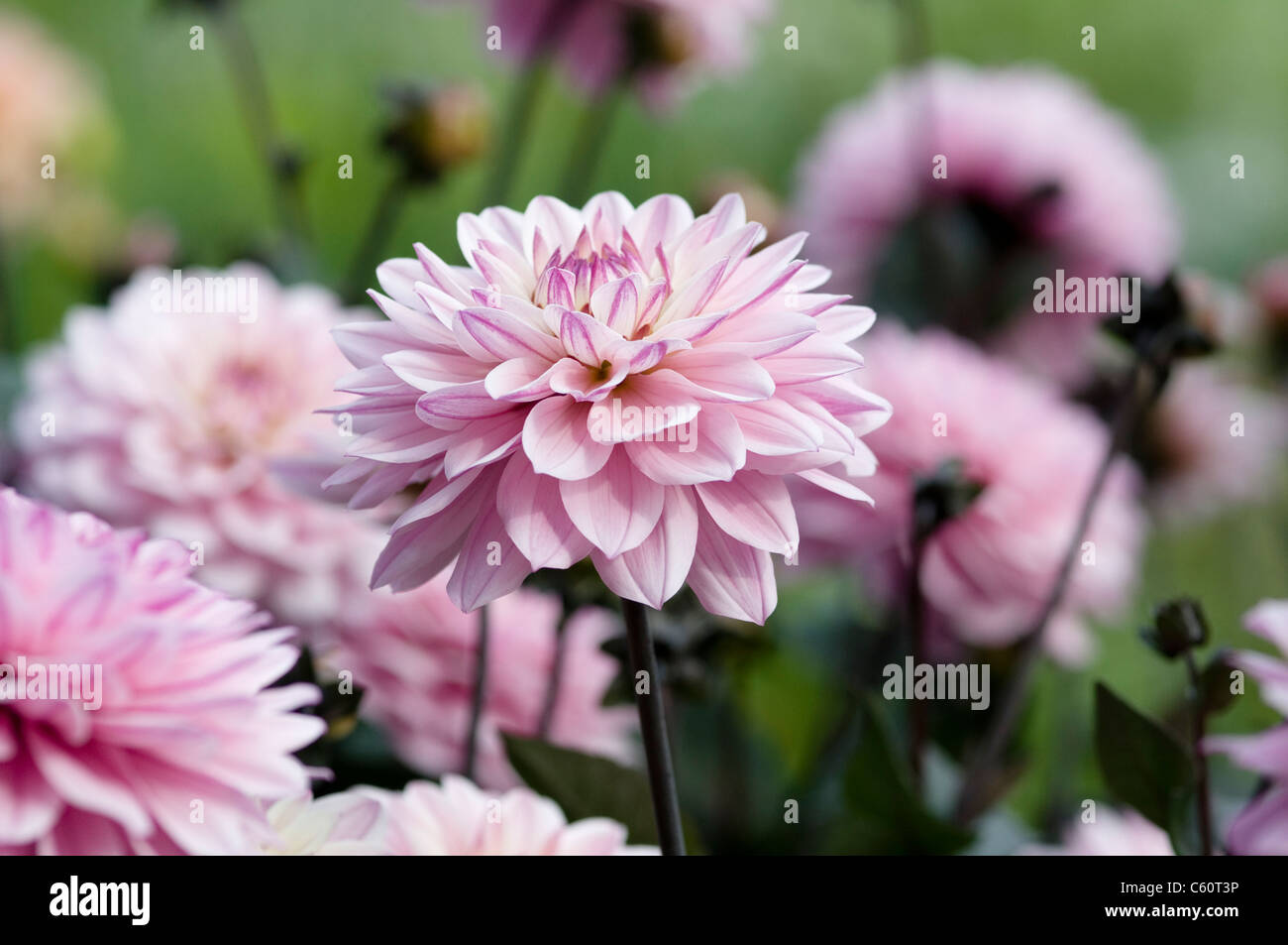 HARMONY MELODY DAHLIA Banque D'Images