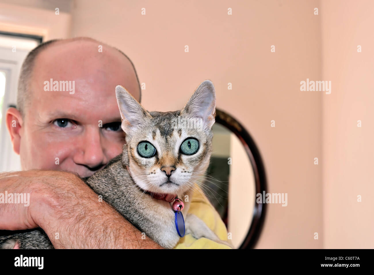 Bald man holding Singapura cat, le port de collier pour animaux, visages fermer le pet et personne qui aime les chats regarder viewer, à la maison libre Banque D'Images
