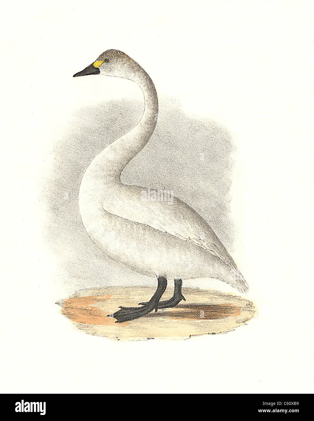 Swan américain, le Cygne siffleur (Cygnus americanus, Cygnus columbianus) - James De Kay, de zoologie de New York ou la faune Oiseaux New-York Partie II Banque D'Images
