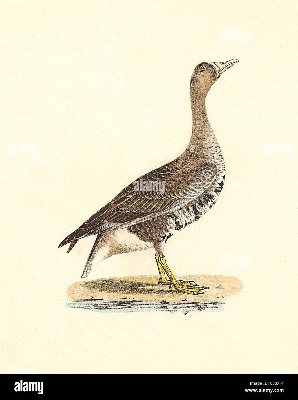 L'Oie rieuse, oie, plus Whitefront Hypogymnie maritime Lichen cryptique Pseudocyphellie des, (Anser albifrons)vintage oiseau lithographie, James De Kay, Oiseaux Banque D'Images