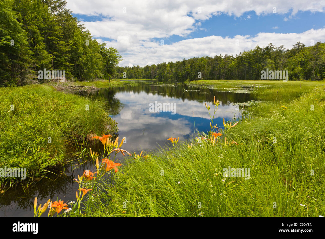 Tiger Lily fleurs sauvages au bord de la croissance des zones humides dans les Adirondacks de l'État de New York Banque D'Images