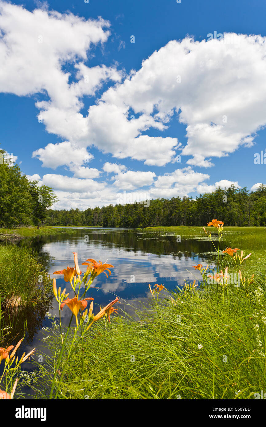Tiger Lily fleurs sauvages au bord de la croissance des zones humides dans les Adirondacks de l'État de New York Banque D'Images