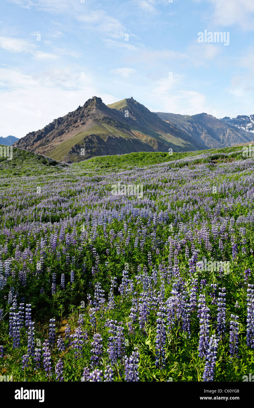 Paysage de lupin arctique, l'Islande, Skafafell Banque D'Images
