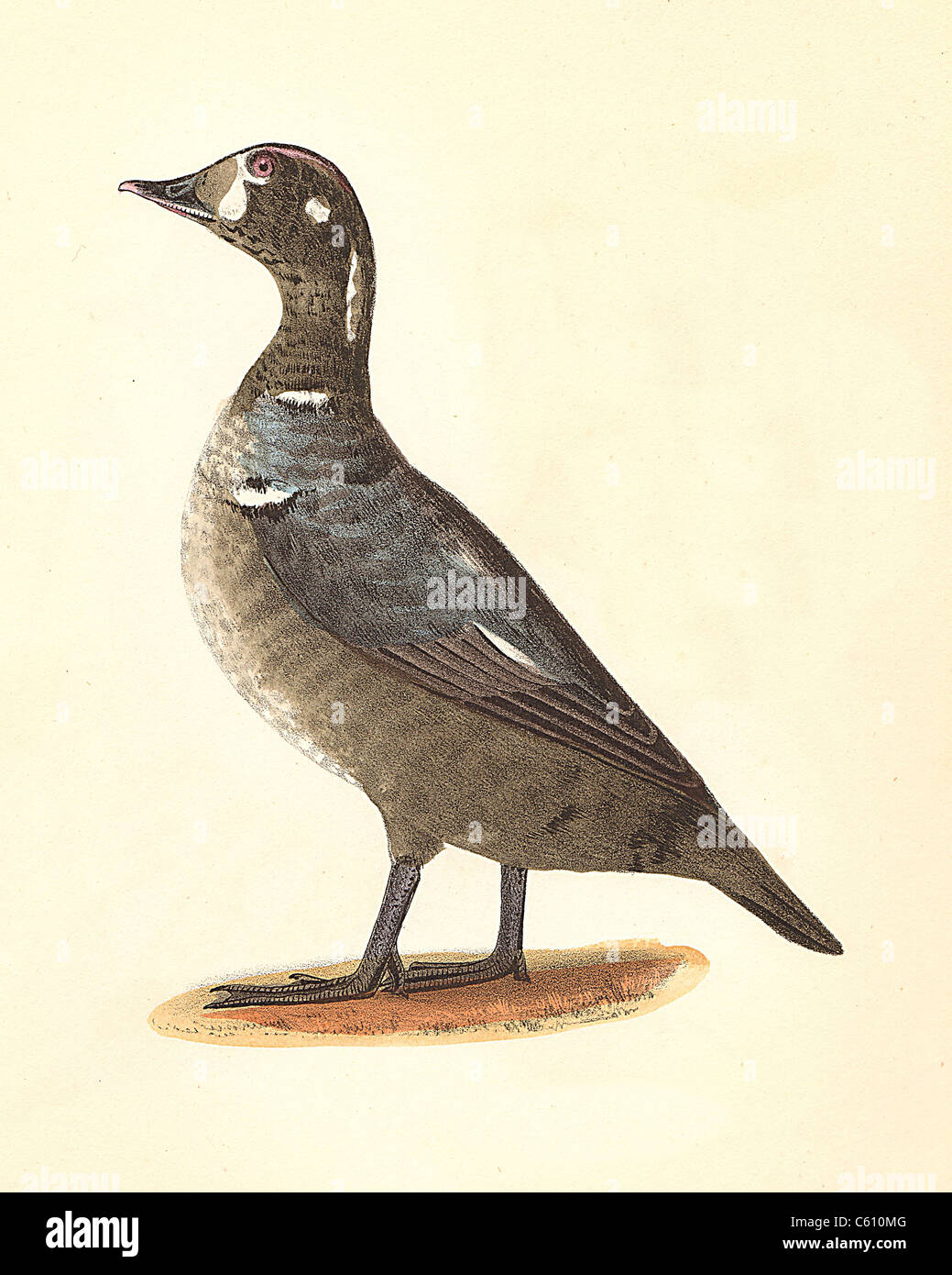 L'Arlequin plongeur (immature) (Fuligula histrionica ou Histrionicus histrionicus) vintage oiseau lithographie - James De Kay, de zoologie de New York, les oiseaux Banque D'Images