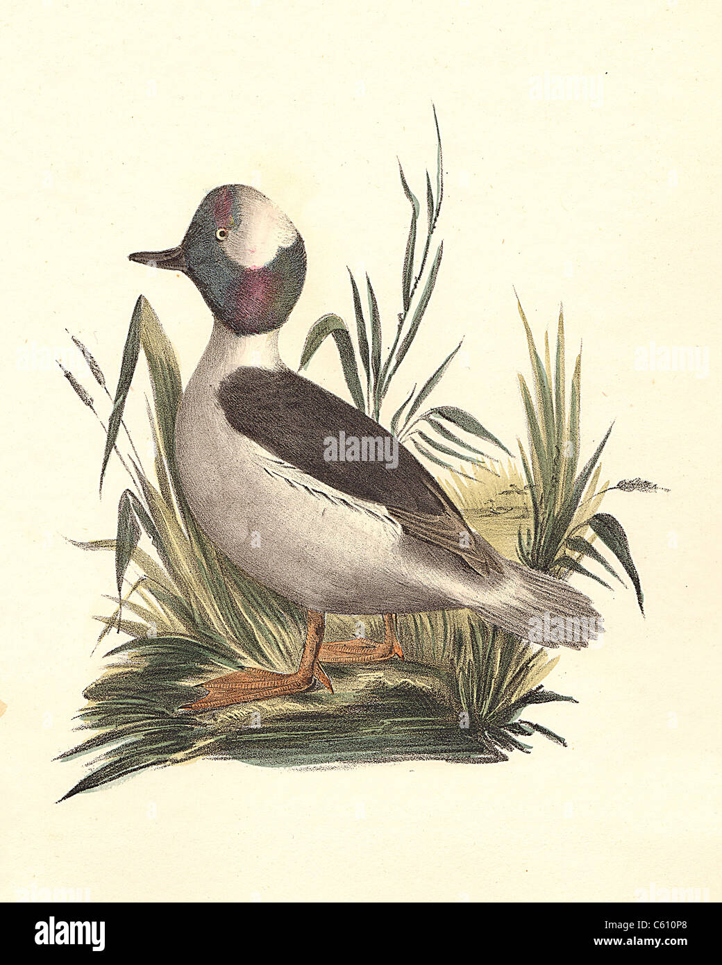 Le Buffle à tête blanche, le Petit Garrot (Fuligula albeola, Bucephala albeola) vintage oiseau lithographie - James De Kay, de zoologie de New York, la faune, les oiseaux Banque D'Images