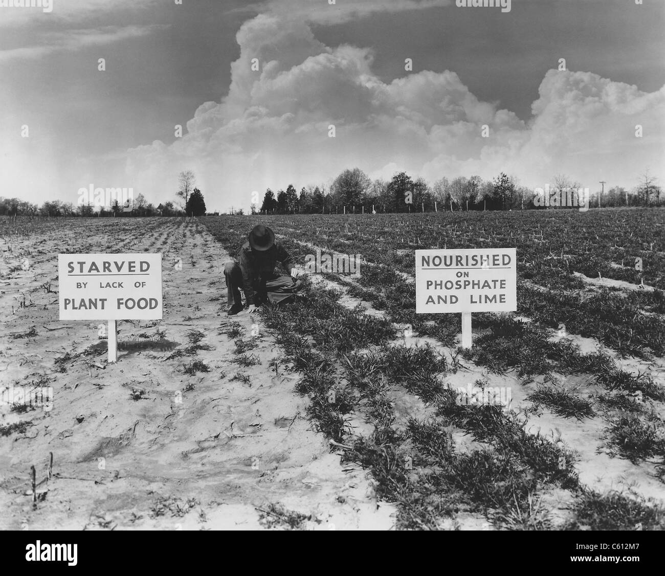 1930 programmes New Deal promu d'engrais chimiques pour l'efficience et l'efficacité. Ce Tennessee Valley Authority photo compare un champ stérile avec la croissance luxuriante résultant de la fertilisation avec du phosphate et de la chaux. Banque D'Images