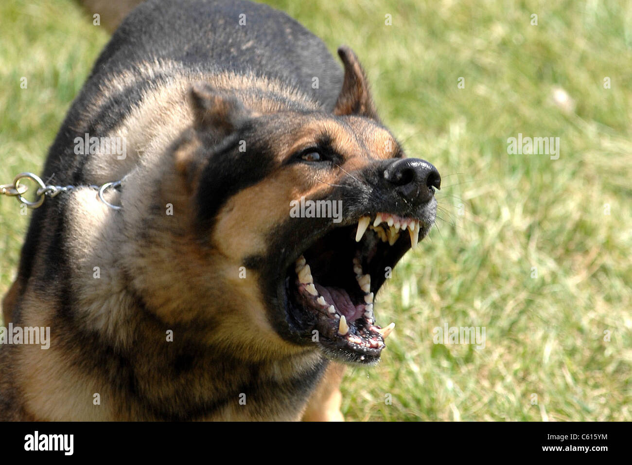 Norman un chien de travail militaire attend d'être libéré et aller après sa cible au cours de la formation. Offutt Air Force Base, Nebraska Norman 17 AVRIL 2007 . Banque D'Images