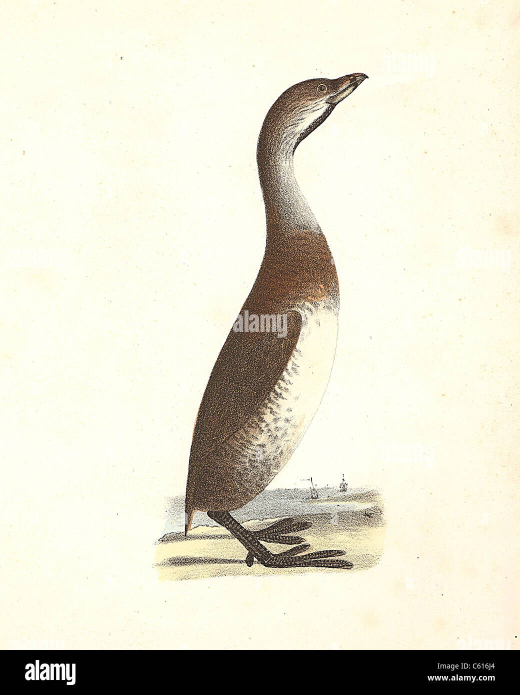 Le Balancier, le Grèbe à bec bigarré (Podilymbus podiceps, Hydroka carolinensis) vintage oiseau lithographie - James De Kay, de zoologie de New York ou l'NY Oiseaux Banque D'Images