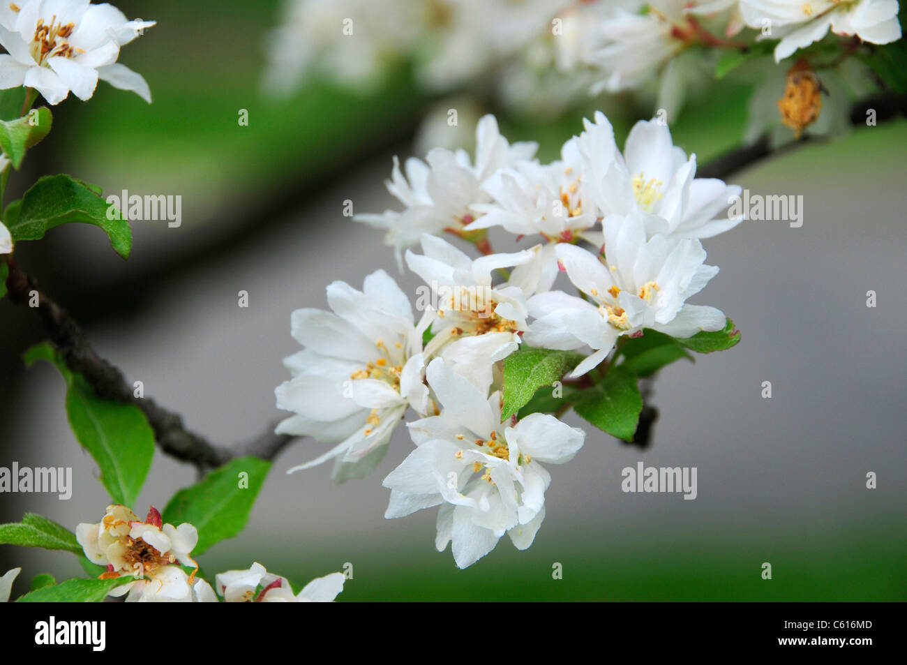 Close-up du crabe blanc Apple Blossoms blooming Banque D'Images
