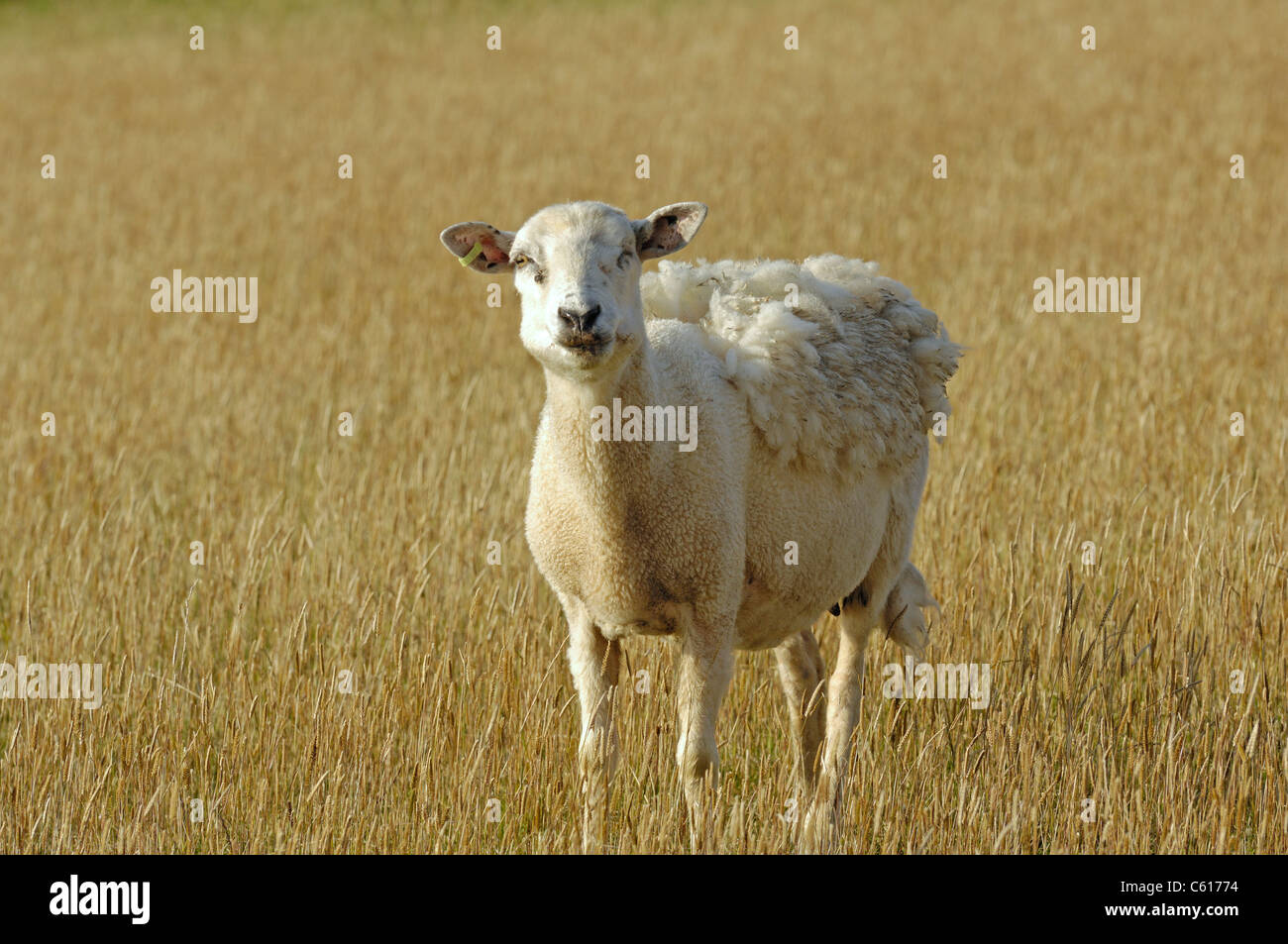 Moutons femelles adultes hew perdre son manteau de laine naturellement au cours de la saison estivale. Banque D'Images