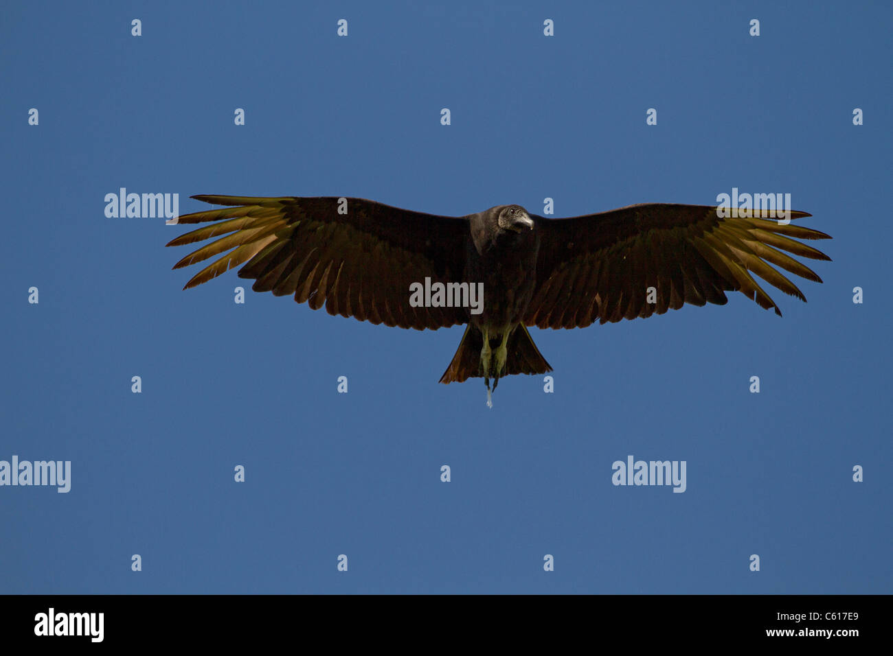 Urubu noir (Coragyps atratus) en vol Banque D'Images