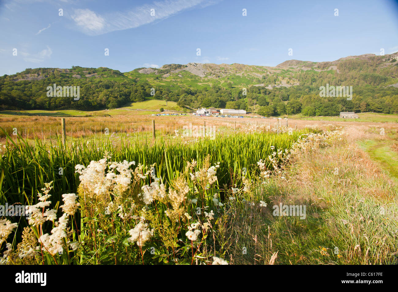 La végétation des marais à côté d'un ruisseau sur la base Brown Farm à Langdale, Lake District, UK. Banque D'Images