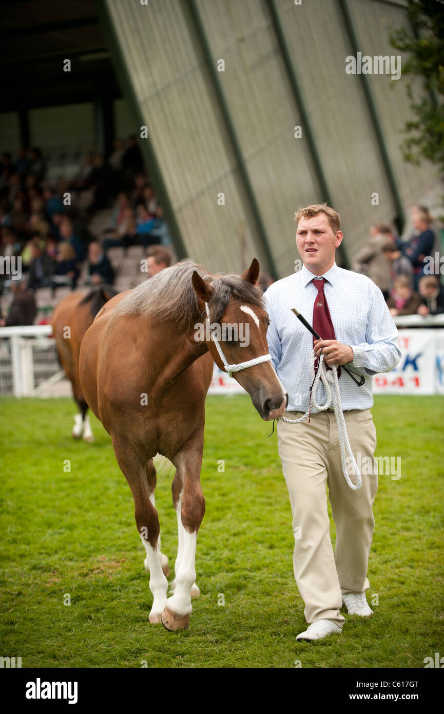 Sur les chevaux au Royal Welsh Show agricole, Builth Wells, Pays de Galles, 2011 Banque D'Images